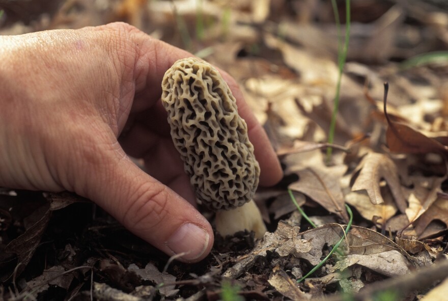 A person finds a morel mushroom in the woods