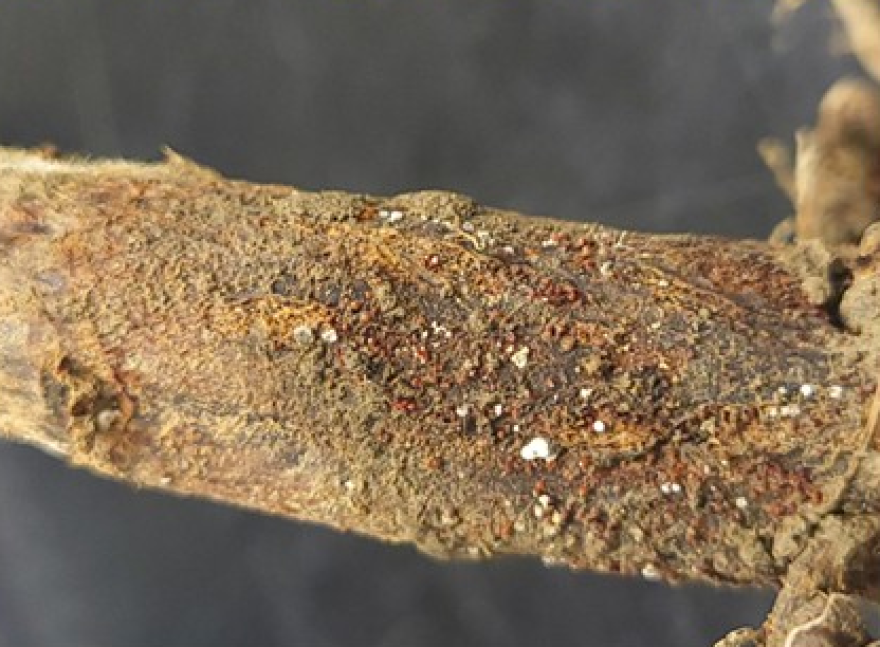 Researchers hope to get early detection and an accurate diagnosis to stop red crown rot from spreading.