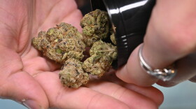 Closeup photo of a person's hand pouring a small amount of cannabis flowers onto the palm of their hand.