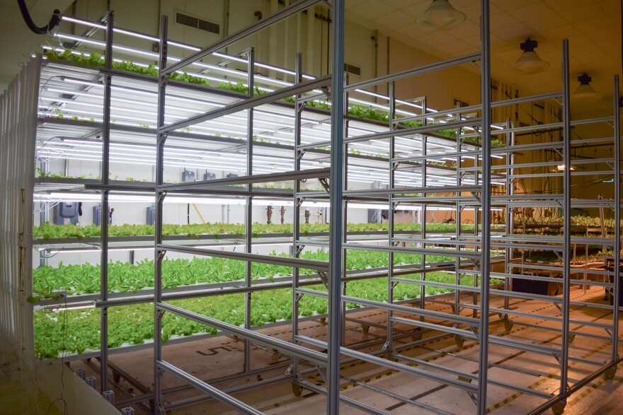  Lettuce grows in rows stacked on top of each other and bathes under strips of LED lighting at Nebullam in Ames, Iowa. 