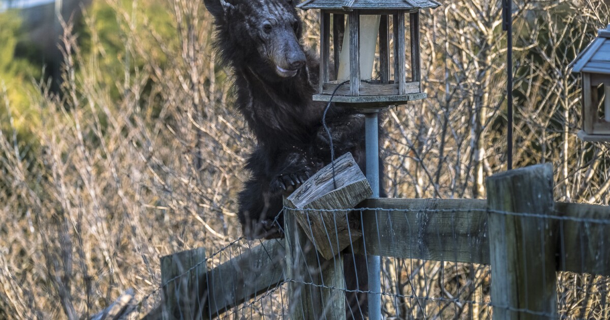 Cases of bears with mange increasing across Virginia