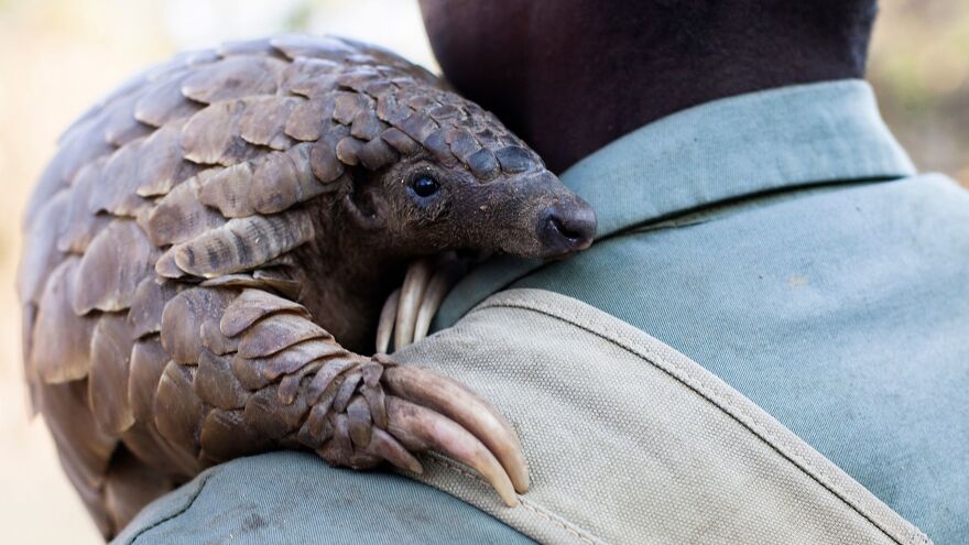 A game reserve guide in Zimbabwe holds a female pangolin at Wild Is Life animal sanctuary outside Harare on Sept. 22. Pangolins are the world's most heavily trafficked mammal; demand for pangolin meat and body parts is driving the secretive scaly ant-eating mammals to near extinction.