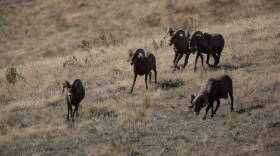Bighorn sheep rams, National Bison Range