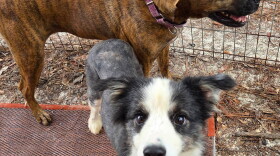 A blue merle border collie with a gray and white coat looks up at the camera on an outdoor mat, standing next to a larger brindle dog wearing a purple collar inside a fenced enclosure.