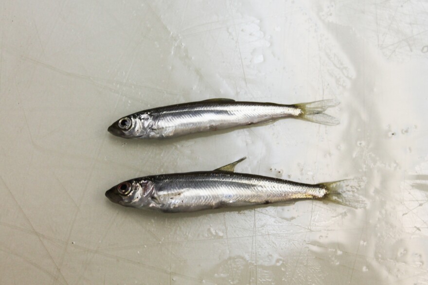 The lake herring, also called cisco, is similar to herring found in northern Europe used to make a popular caviar.