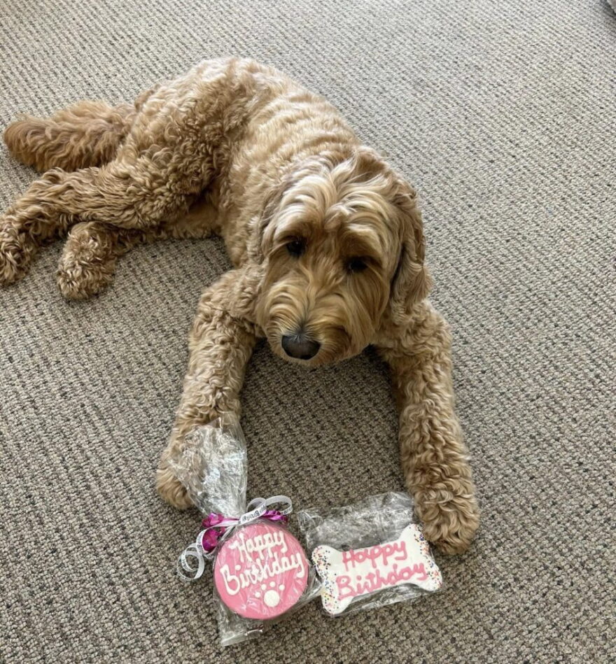 Cali, an Australian labradoodle from Ocean State Labradoodle