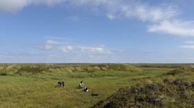 Members of the Paul family pick salmonberries on tundra off the Kugkaktlik River near Kipnuk on August 12, 2026.
