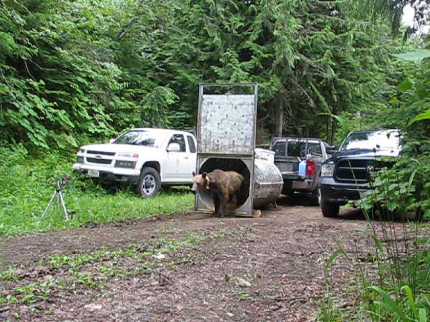 A grizzly bear coming out of the cylindrical container used to capture and transport bears. The bear was moved to the Cabinet Mountains in July of 2019 as part of an ongoing effort to recover the area’s population.