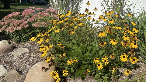 Black-eyed susan in the foreground with sedum and swamp milkweed in background of a perennial garden in Bristol, Connecticut September 2026.