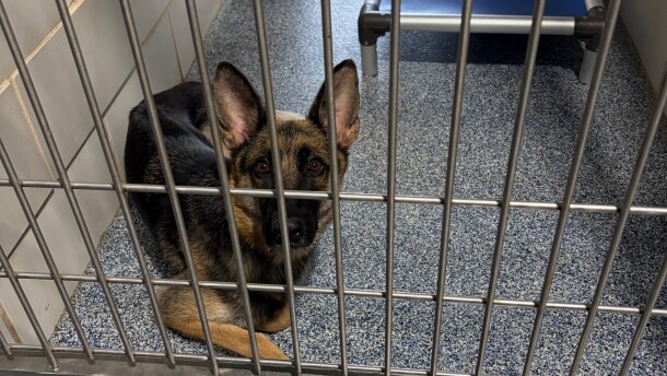 Adult dog sits in a kennel at Charlotte-Mecklenburg Animal Care and Control shelter. 