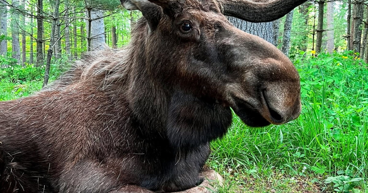 Beloved moose Byron passes away at Maine Wildlife Park