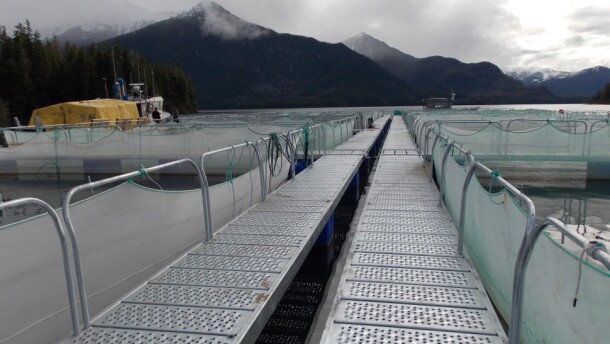 Net pens in Thomas Bay hold millions of tiny hatchery chum salmon.