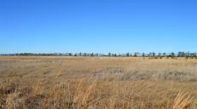 A marsh area near Lake Mattamuskeet, which averages two to three feet in depth. (Photo courtesy of Josh Sullivan, WUNC)