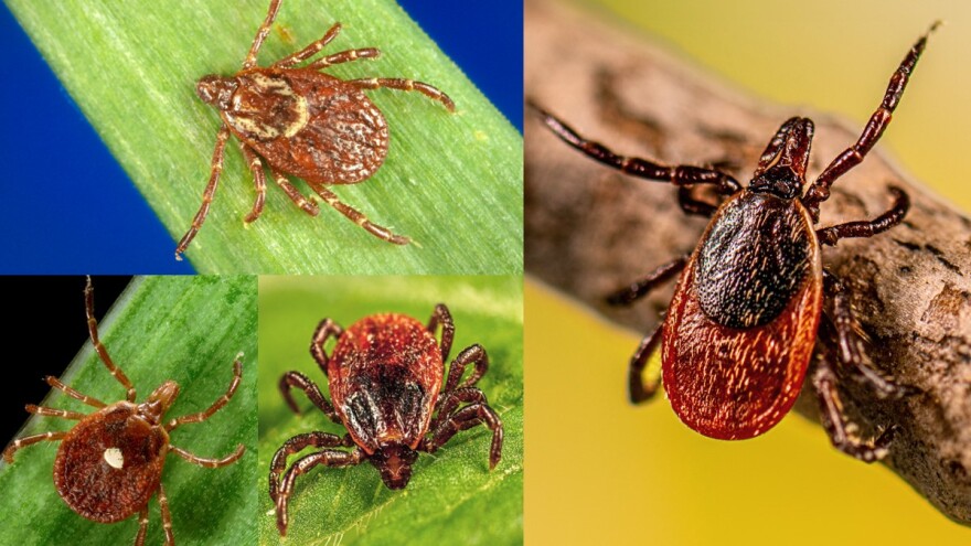 Common tick species (clockwise, from top left) include the American Dog tick, the Blacklegged or Deer tick, the Brown Dog tick, and the Lone Star tick.
