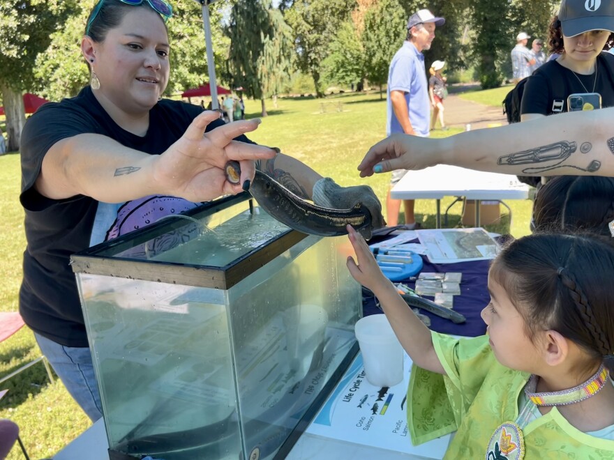  Yakama Nation biologist Dave’y Lumley shows Aleeyah McJoe, 7, an adult lamprey at the Yakama Nation's Willamette Falls Lamprey Celebration.