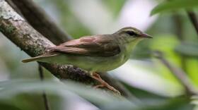 This Swainson’s warbler was photographed by David Yeany in Bear Run Nature Reserve. (Courtesy of Western Pennsylvania Conservancy)