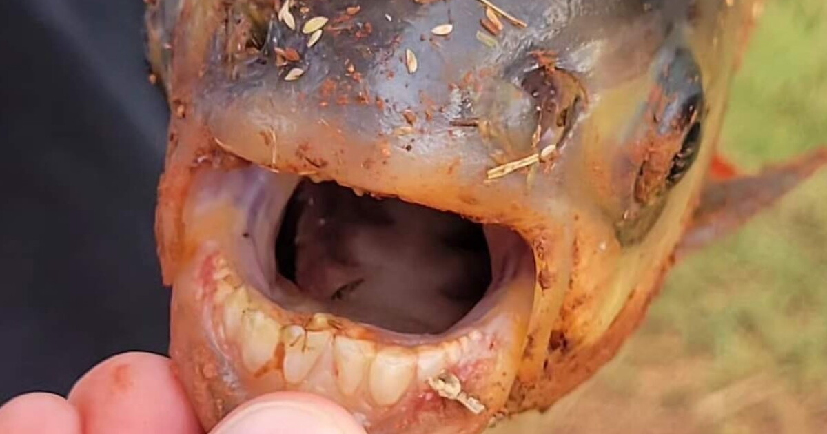 Pluggle Fish An 11-year-old boy caught a fish with 'human-like teeth' in an Oklahoma ...