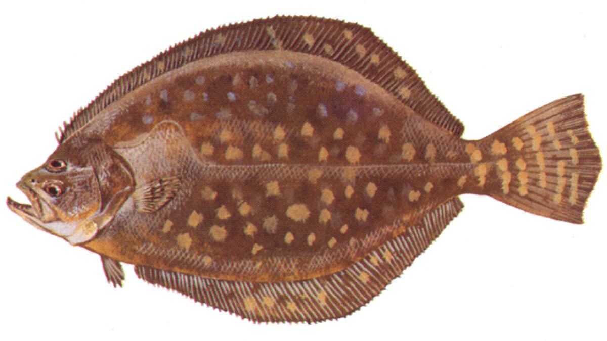 Legislators Join Fight Over Flounder | WUNC