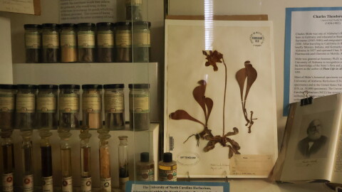 Dried specimen and extracted oils in a display at the UNC Herbarium on Tuesday, Sept. 1.