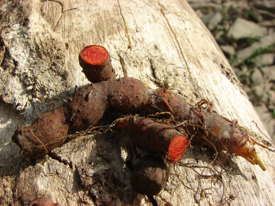 Bloodroot gets its name from its red sap. The Algonquin called the plant puccoon, which referred to a number of different plants used for red and yellow dye. (Photo: Slayerwulfe, CC0, via Wikimedia Commons)