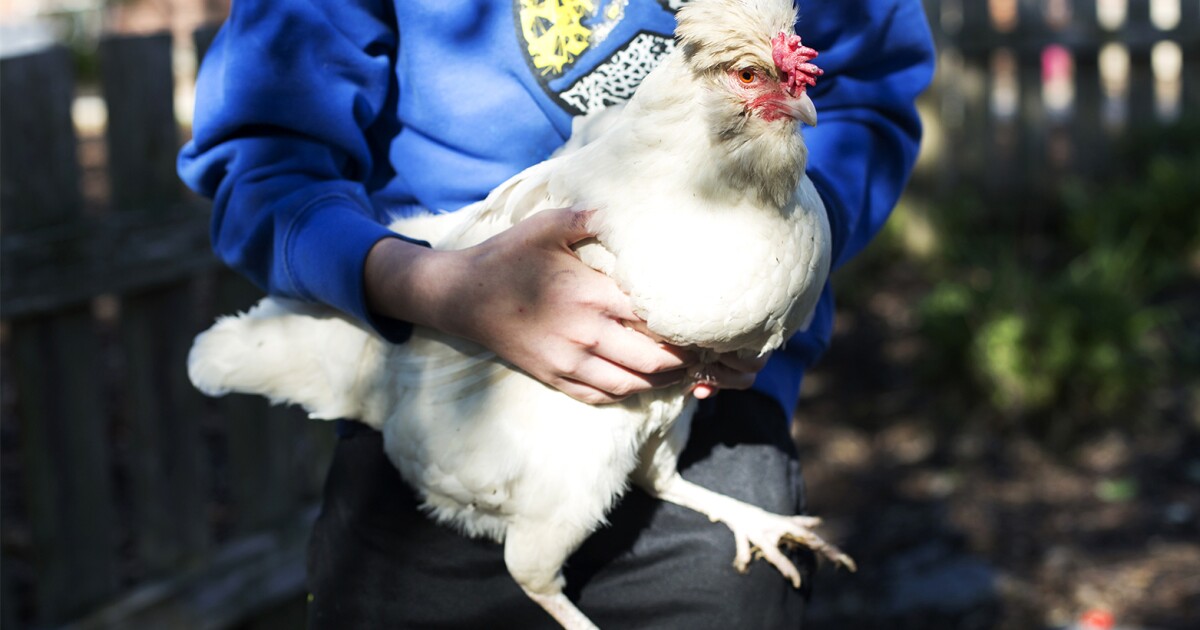 CDC はミズーリ州の鳥インフルエンザの症例を調査し、病気が人間の間で伝染する可能性があるかどうかを確認します。 KCUR