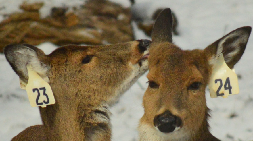 Two does that have been sterilized and tagged as part of a deer fertility control project in Clifton – a neighborhood of Cincinnati, Ohio. (credit: Mark Easterling / CliftonDeer.org)