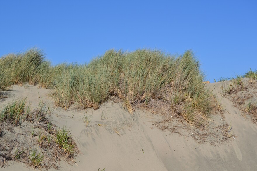 A close up shot of European beachgrass (Ammophila arenaria)