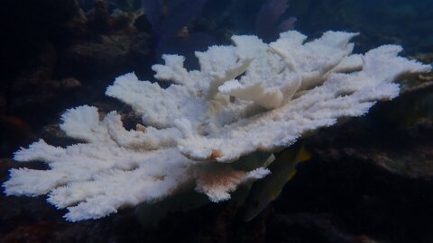 corals are actively dying due to the record shattering water temperatures in Florida