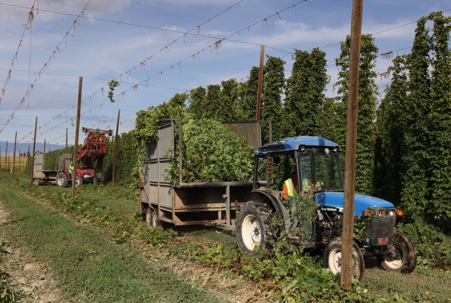 A tractor pulling a full trailer of hops makes its way back to the picker during harvest Tuesday, Sept. 9, 2025, at Loza Farms in Wapato, Wash.