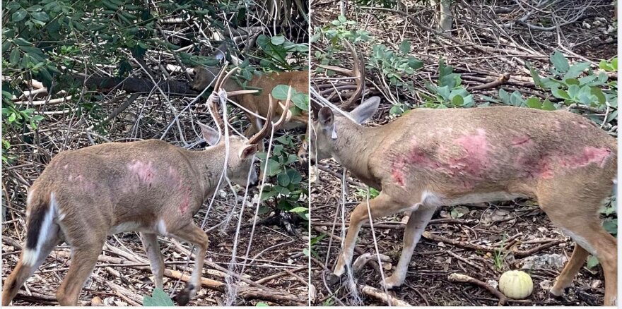 Photos of one of the endangered Key deer that only live in the Florida Keys show a buck suffering on Big Pine Key. The buck was shot to death on Nov. 16, 2022, but locals call it a mercy killing. Federal prosecutors have charged a 77-year-old woman with the shooting.