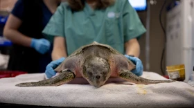 Volunteer Kirstin Gray holds a sea turtle as it is being checked at a New England Aquarium animal hospital.