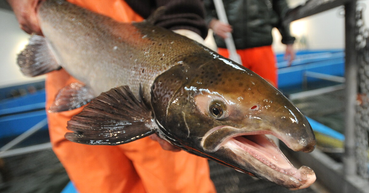 Salmon farm planned for former Millinocket mill site on hold due to tariff uncertainty