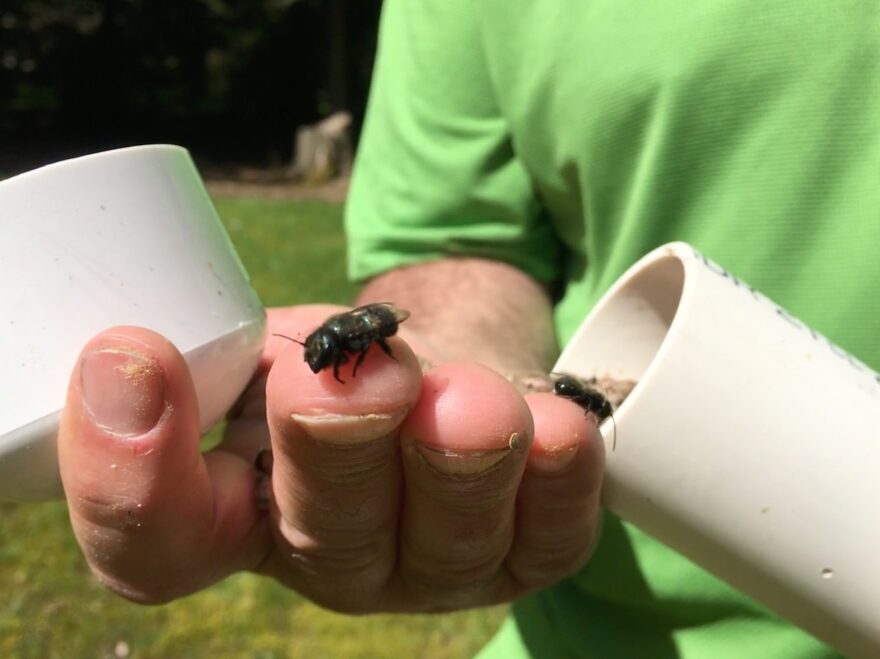 A young blue orchard bee crawls on Jim Watts’ hand. Watts propagates the bees in these plastic containers. On warm days, the bees chew out of their cocoon and fly off to find food. Males will live two weeks while females live about six weeks. CREDIT: ESMY JIMENEZ/NWPB