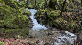 A seasonal stream in Marin County on March 26, 2024.
