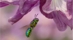 A macro focus shot of a green orchid bee flying towards a purple flower in the garden on a sunny day with blurred background