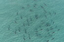 sky view of sharks swimming