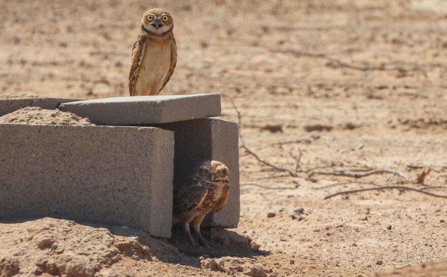 Two small brown burrowing owls stand on top and in front of a concrete burrow