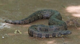 A Brown Water Snake