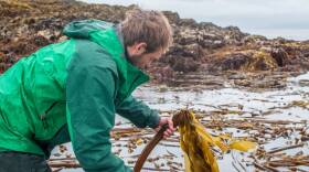 Matt Kern harvests wild bull kelp for salsa that he and his partner, Lisa Heifetz, are selling as part of his new business.