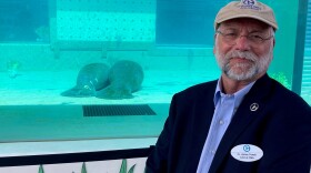 Man standing in front of manatee tank