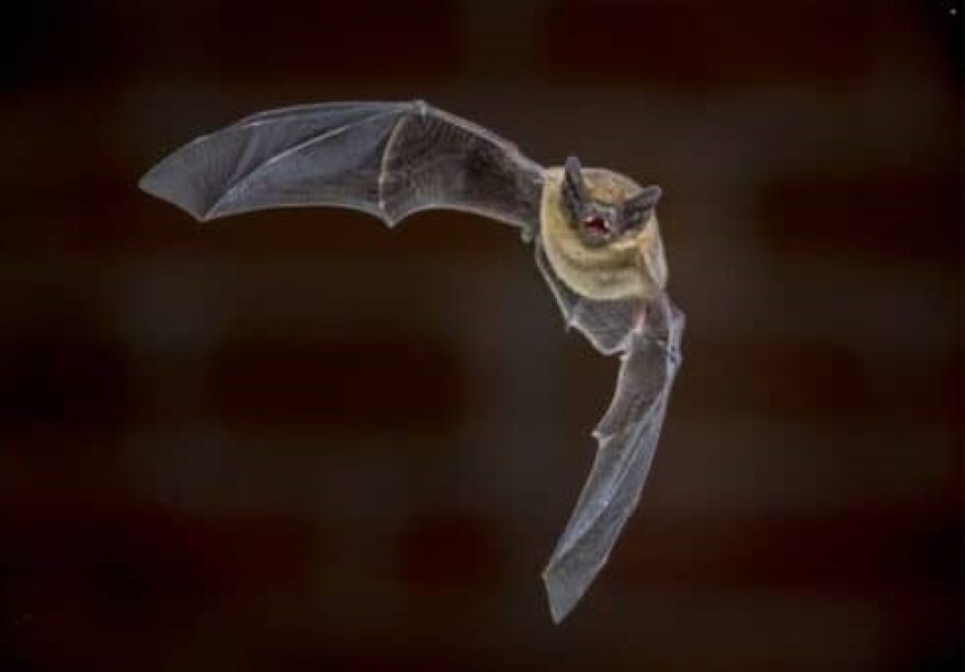 Going Batty consists of weekly talks and observation of hundreds of native bats at Neal Taylor Nature Center