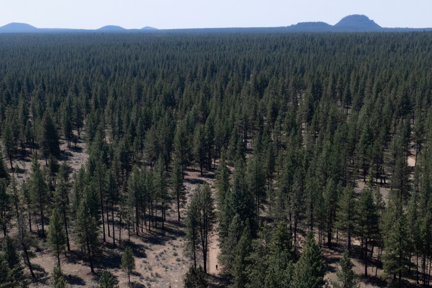 A person walks along a dirt road in Deschutes National Forest, May 1, 2025, near Bend, Ore.