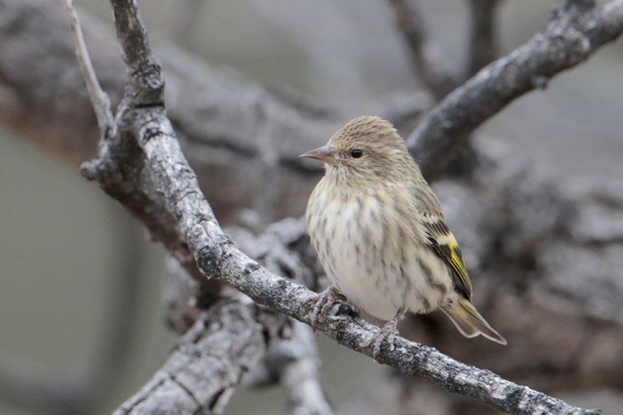  A healthy Pine Siskin sits on a branch. A disease spreading through bird feeders and birdbaths is mostly affecting these birds.