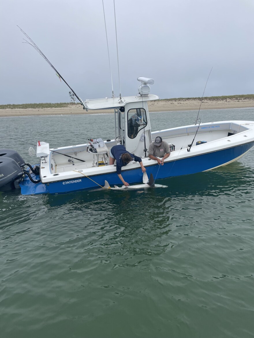 Shark researcher Caroline Collatos sometimes does her tagging work from shore, and sometimes she does it from a boat. She handles each shark she catches for three to four minutes before releasing them.