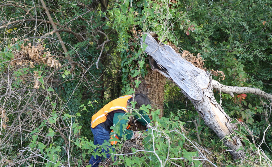 Ruth Amundsen works to remove ivy on a tree off of Tidewater Drive in Norfolk on Sunday, Oct. 18, 2026.