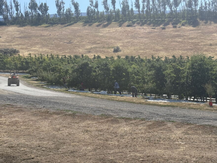 Honeycrisp apples growing in the heat on a hillside orchard of the Zirkle Fruit Company in Ellensburg amid the drought in late summer 2026.