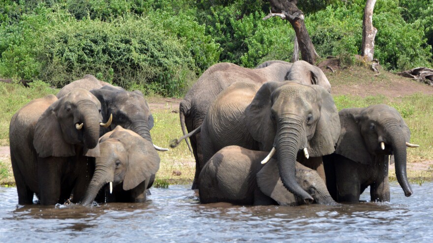 Elephants drink water in Botswana's Chobe National Park. The government is considering lifting a hunting ban to cull the population.