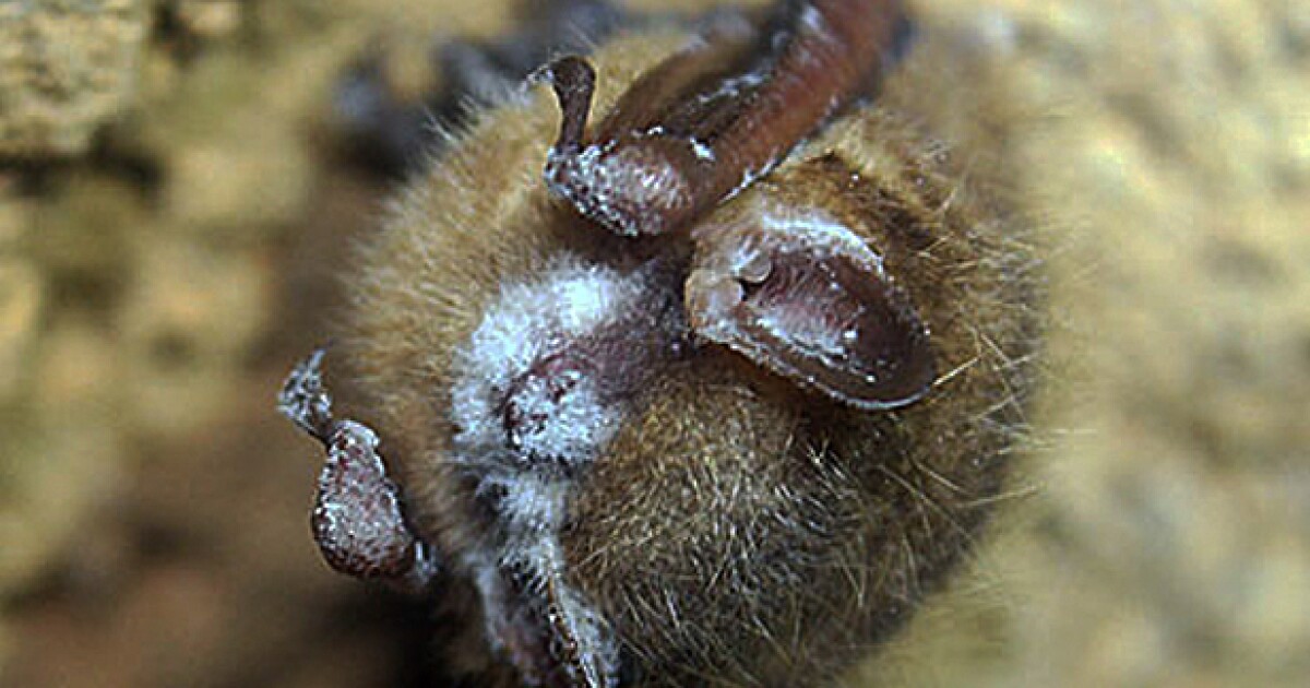 Los murciélagos tricolores podrían estar en peligro de extinción ya que una enfermedad fúngica diezma su población Los murciélagos tricolores podrían estar en peligro de extinción ya que una enfermedad fúngica diezma su población