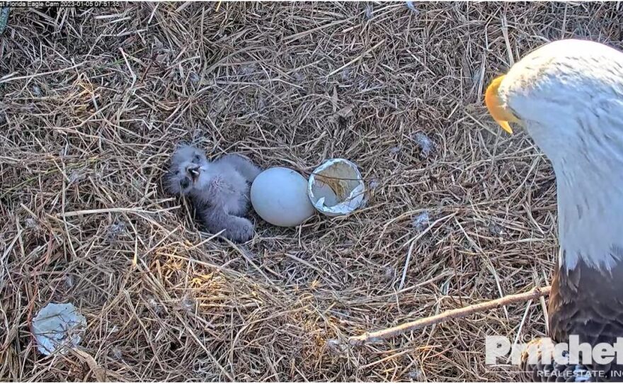The newest eagle from the breeding eagle pair of Harriett and M15 in North Fort Myers, named E21, was hatched at 8:22 p.m. Wednesday, the time confirmed by Southwest Florida Eagle Cam on the 24-hour web cam site.