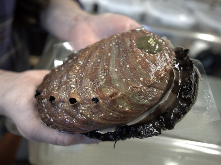 Red abalone at the UC Davis Marine Laboratory in Bodega Bay.